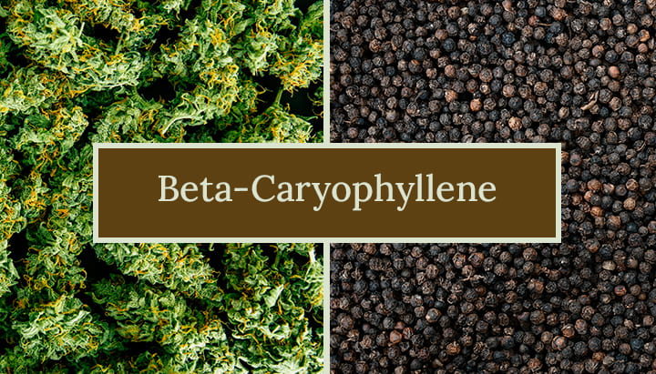 Beta-Caryophyllene Terpene