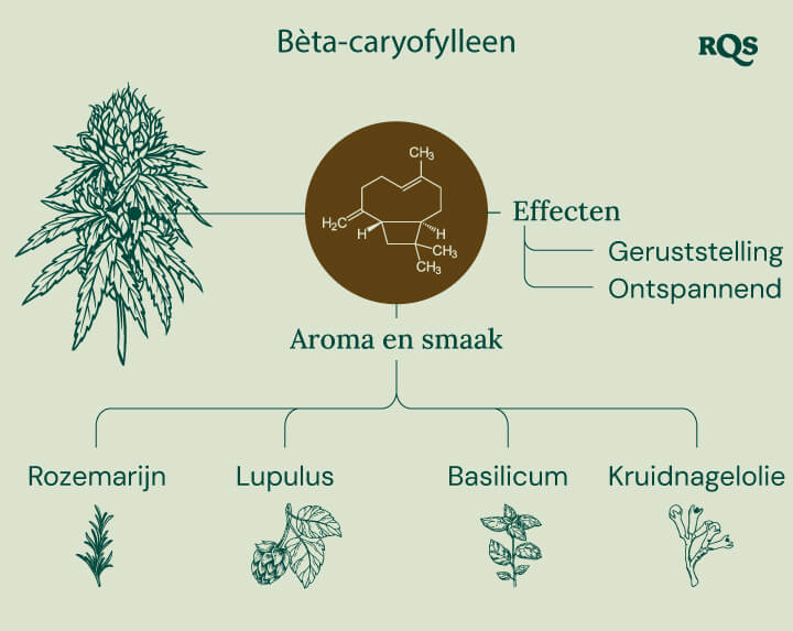 Beta-Caryophyllene Aroma & Effects