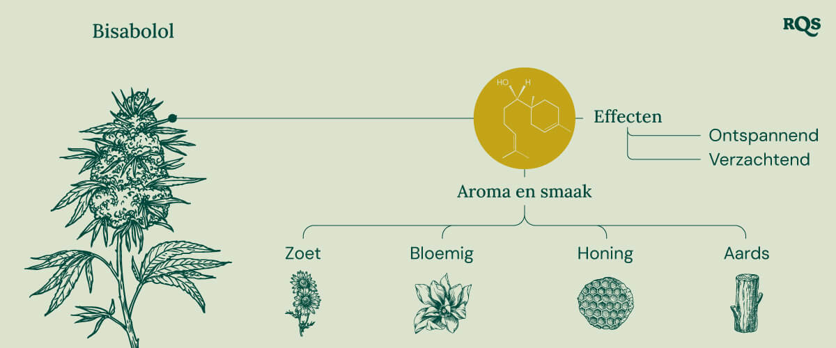 Infographic over de bisabolol-terpeen, die de effecten en aroma's illustreert. Het toont beschrijvingen van 