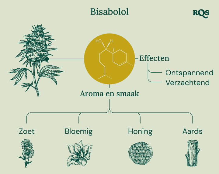 Infographic over de bisabolol-terpeen, die de effecten en aroma's illustreert. Het toont beschrijvingen van "ontspannende" en "kalmerende" effecten, met aroma's zoals zoet, bloemig, honingachtig en aards.