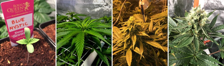 Collage toont de groeistadia van Blue Mystic cannabis: zaadje, jonge plant met bladeren, bloemknoppen en volwassen plant met dichte toppen.