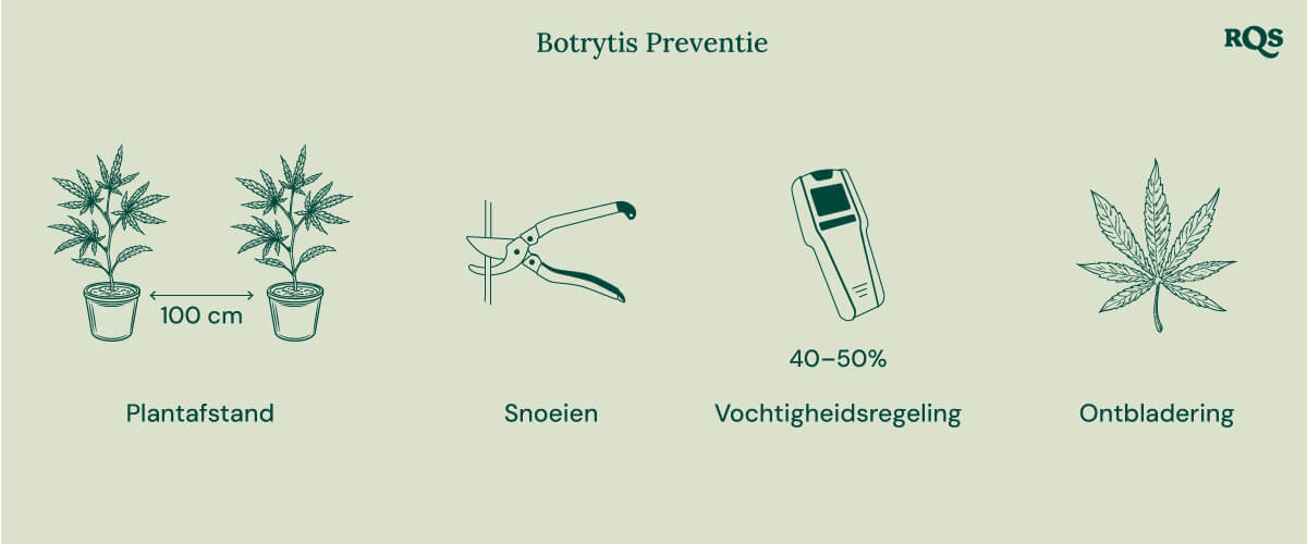 How to treat botrytis in cannabis