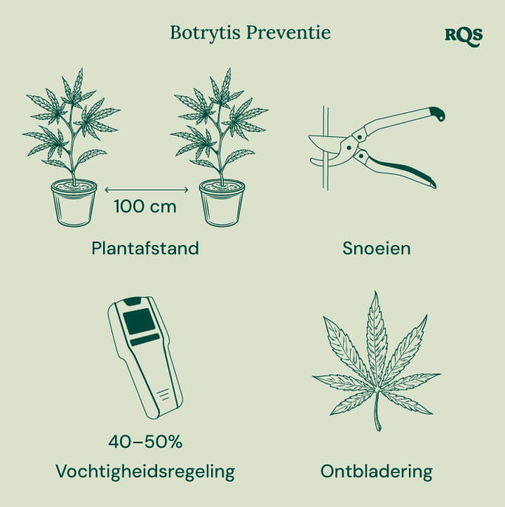 How to treat botrytis in cannabis