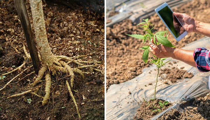 Twee afbeeldingen: Links toont een boomstam met blootgestelde wortels. Rechts toont een hand die een tablet vasthoudt naast een jonge cannabisplant in een veld.