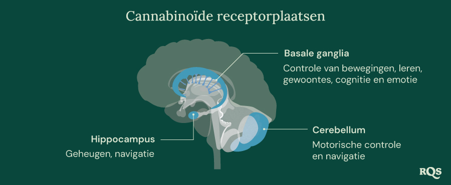 Cannabinoid Receptor Sites