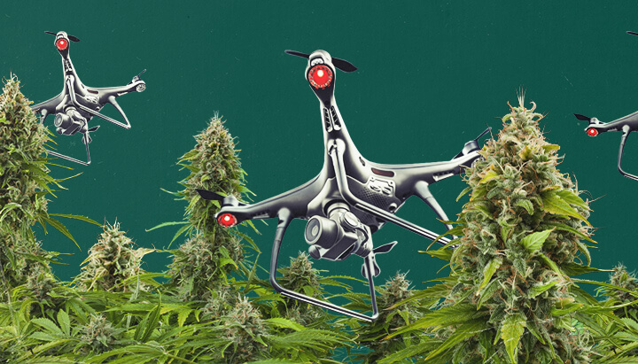 Een drone uitgerust met surveillancetechnologie die over een buiten cannabisveld vliegt, wat de uitdagingen van luchtbewaking van cannabis illustreert en de strategieën die kwekers moeten volgen om hun planten tegen ontdekking te beschermen.