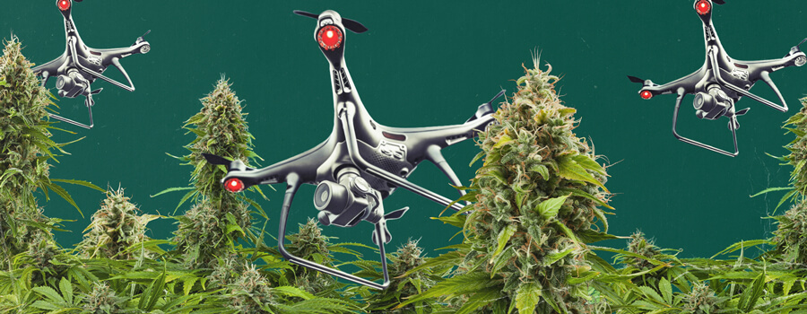 Een drone uitgerust met surveillancetechnologie die over een buiten cannabisveld vliegt, wat de uitdagingen van luchtbewaking van cannabis illustreert en de strategieën die kwekers moeten volgen om hun planten tegen ontdekking te beschermen.