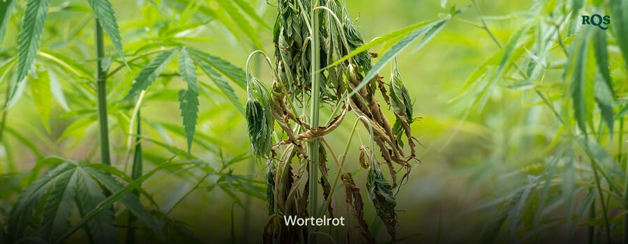 Cannabisplant aangetast door wortelrot met vergeelde en hangende bladeren, veroorzaakt door overbewatering en slechte drainage. Benadrukt vergeelde cannabisbladeren en gele marihuana-symptomen.