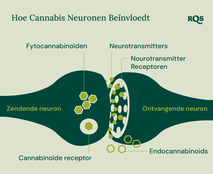 Infografiek die laat zien hoe fytocannabinoïden en endocannabinoïden interageren met cannabinoïde-receptoren, neurotransmitters en hun receptoren. Het diagram benadrukt het proces tussen zendende en ontvangende neuronen in de context van cannabisverbindingen die de hersenfunctie beïnvloeden.