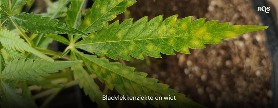 Cannabisblad aangetast door bladseptoria, met gele vlekken en verkleuring door schimmelinfectie. Voorbeeld van vergelende cannabisbladeren en gele vlekken op cannabisbladeren.