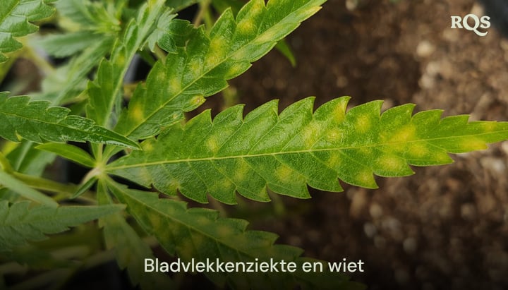 Cannabisblad aangetast door bladseptoria, met gele vlekken en verkleuring door schimmelinfectie. Voorbeeld van vergelende cannabisbladeren en gele vlekken op cannabisbladeren.