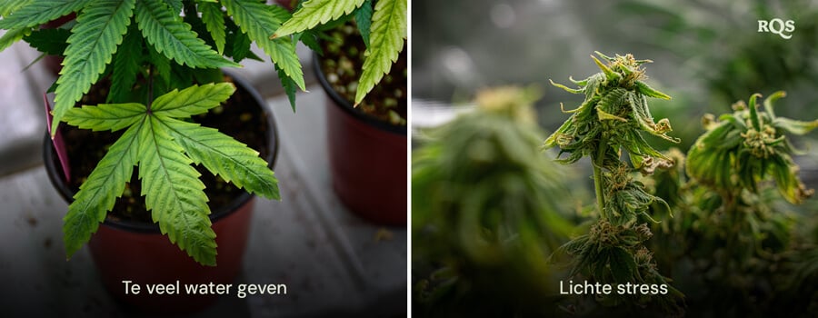 Twee potplanten met stresssymptomen: de linkerplant heeft vergeelde bladeren door overbewatering, terwijl de rechterplant kleine, misvormde bladeren heeft door lichtstress.