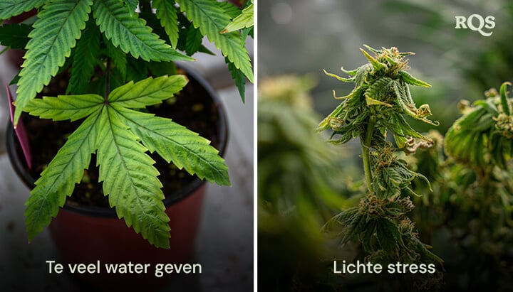 Twee potplanten met stresssymptomen: de linkerplant heeft vergeelde bladeren door overbewatering, terwijl de rechterplant kleine, misvormde bladeren heeft door lichtstress.