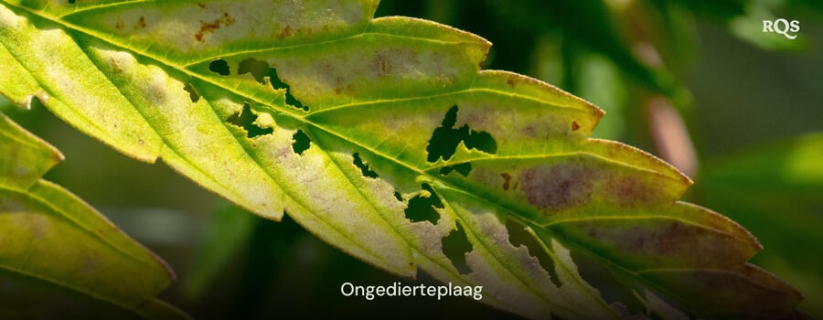 Close-up van een beschadigd plantblad met gaten en verkleuring, waarschijnlijk veroorzaakt door plagen zoals insecten of ziektes.