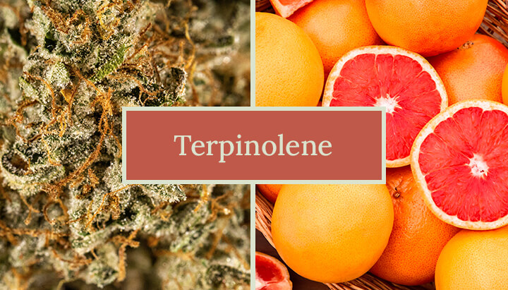 "Een vergelijking naast elkaar van cannabis en citrusvruchten. De linkerafbeelding toont een cannabisplant met donkergroene bladeren en lichtgroene toppen. De rechterafbeelding toont een grapefruit met een gele schil en roze vruchtvlees. "