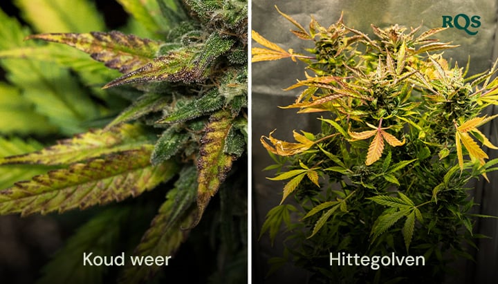 Twee potplanten met omgevingsstresssymptomen. De linkerplant vertoont verkleurde bladeren door koude blootstelling, terwijl de rechterplant vergeelde bladeren heeft door hitte stress.