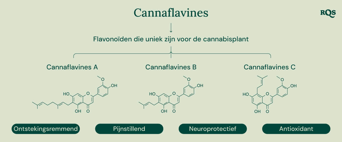 Infografiek die de drie cannflavines toont die uniek zijn voor de cannabisplant: Cannflavine A, Cannflavine B en Cannflavine C. Elke cannflavine wordt in verband gebracht met een specifiek potentieel gezondheidsvoordeel: ontstekingsremmend, pijnverlichting, neurobeschermend en antioxidant.