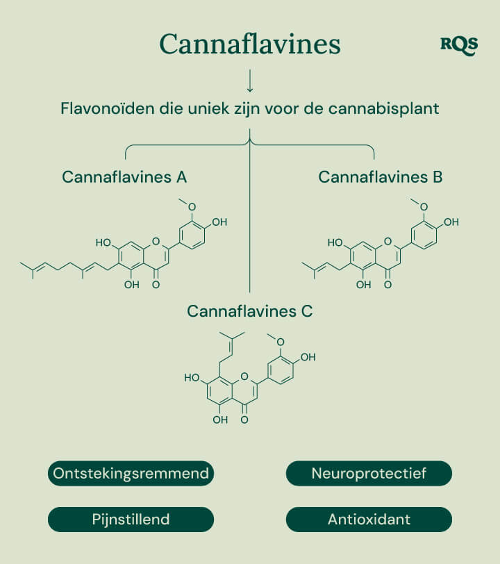 Infografiek die de drie cannflavines toont die uniek zijn voor de cannabisplant: Cannflavine A, Cannflavine B en Cannflavine C. Elke cannflavine wordt in verband gebracht met een specifiek potentieel gezondheidsvoordeel: ontstekingsremmend, pijnverlichting, neurobeschermend en antioxidant.