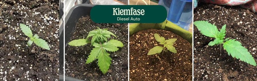 Diesel Auto Germination