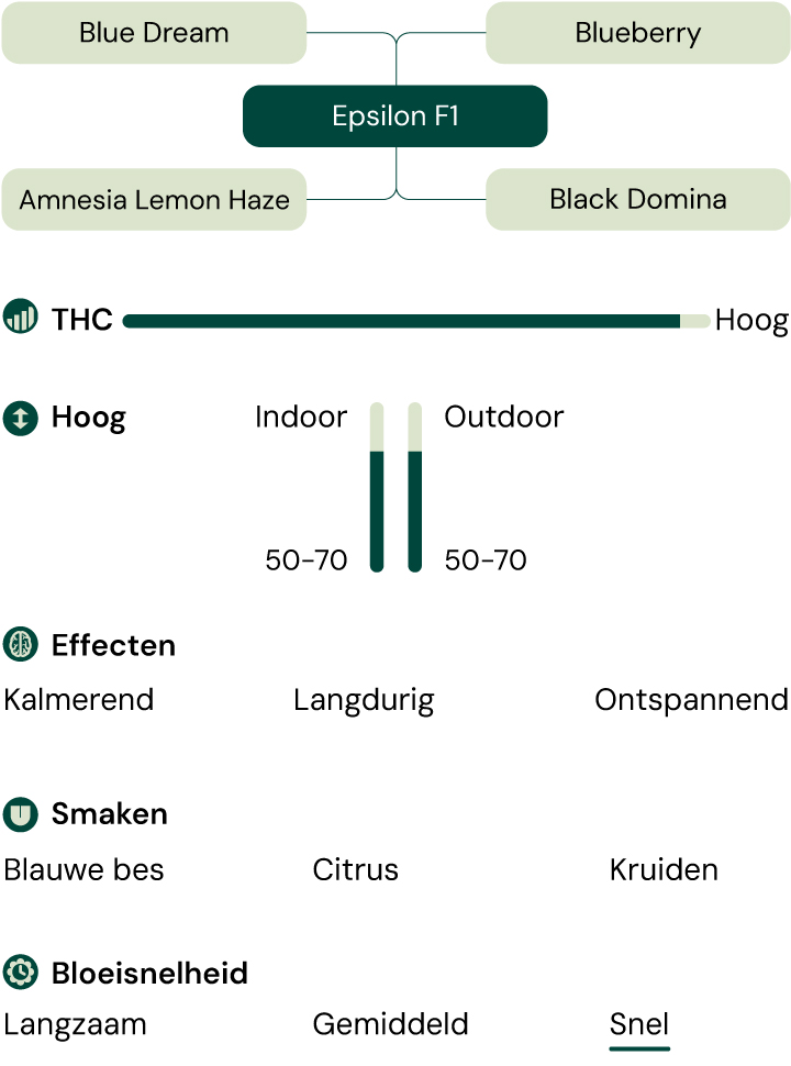 Infographic van de Epsilon F1 cannabissoort, een hybride van Blue Dream en Blueberry met hoge THC, die kalmerende, ontspannende en langdurige effecten biedt.