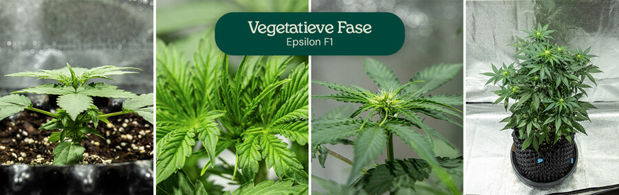 Groeifasen van Epsilon F1 cannabis: 1) Zaailing met echte bladeren, 2) Zaailing met meerdere bladeren, 3) Zaailing met stam, 4) Volwassen plant met takken.