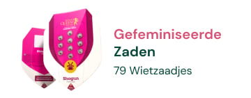 gefeminiseerde-cannabis-zaden