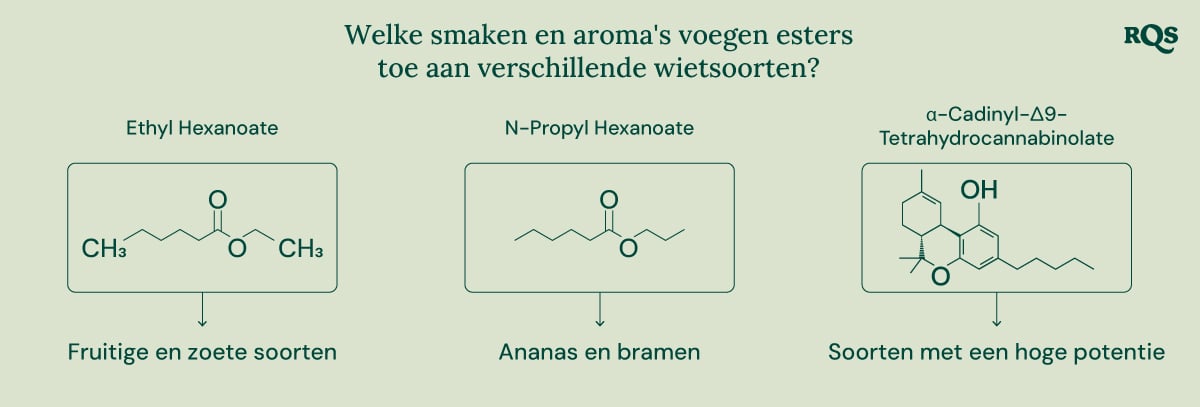 Een diagram dat de rol van esters in cannabis en andere natuurlijke bronnen illustreert. Het benadrukt de chemische structuur van bepaalde esters, hun geassocieerde aroma's en hun aanwezigheid in verschillende planten en dieren.