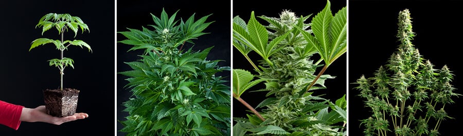 Fruit Spirit cannabis plant in verschillende groeifasen: zaailing, jonge plant, bloeiende plant met toppen, en volwassen plant met dichte toppen.