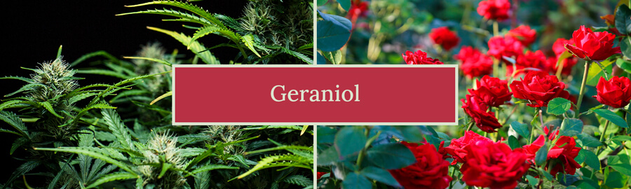 Visuele weergave van het geraniol-terpeen, dat zijn zoete, bloemige aroma en potentiële voordelen benadrukt, inclusief zijn rol in cannabisvariëteiten en verschillende producten zoals parfums en schoonmaakmiddelen.