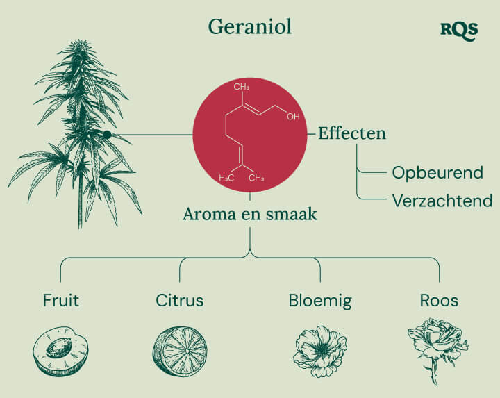 Infographic die de kenmerken van het geraniol-terpeen beschrijft, met de nadruk op de kalmerende en opbeurende effecten, de potentiële interactie met cannabinoïde-receptoren en de rol bij het versterken van de effecten van THC in cannabisproducten.