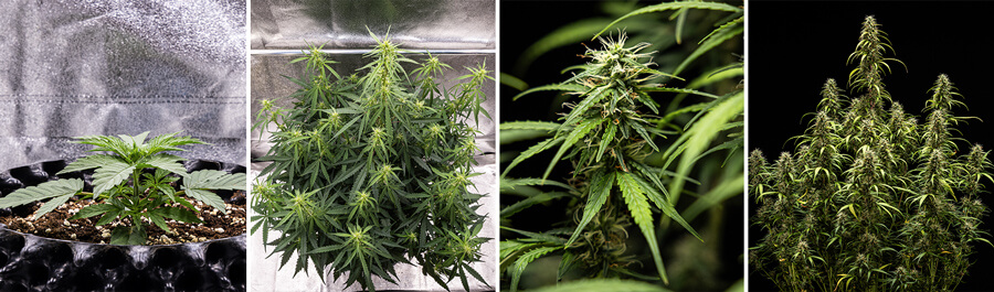 Collage van afbeeldingen van de Goat’lato Auto cannabissoort, een krachtige autoflowering variant van Royal Queen Seeds en Tyson 2.0, met compacte groei, paarse toppen en opbrengsten tot 450 g/m². Perfect voor binnenteelt.