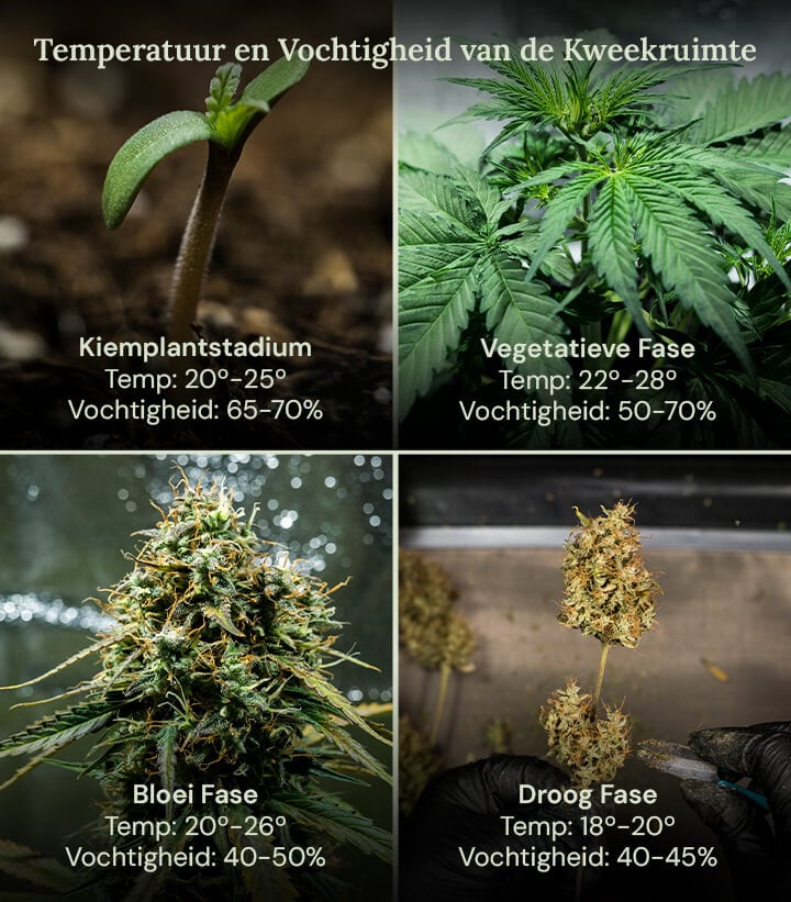 Vier afbeeldingen die de ideale kweekomstandigheden voor planten in elke levensfase tonen, van kieming tot oogst, voor een gezonde groei en maximale opbrengst.