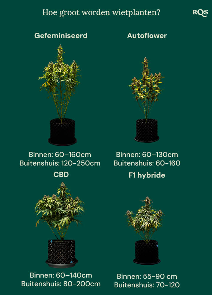 How tall weed plants grow by categories