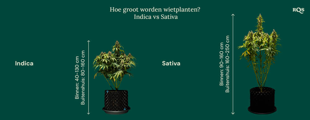 How tall grow weed indica vs sativa