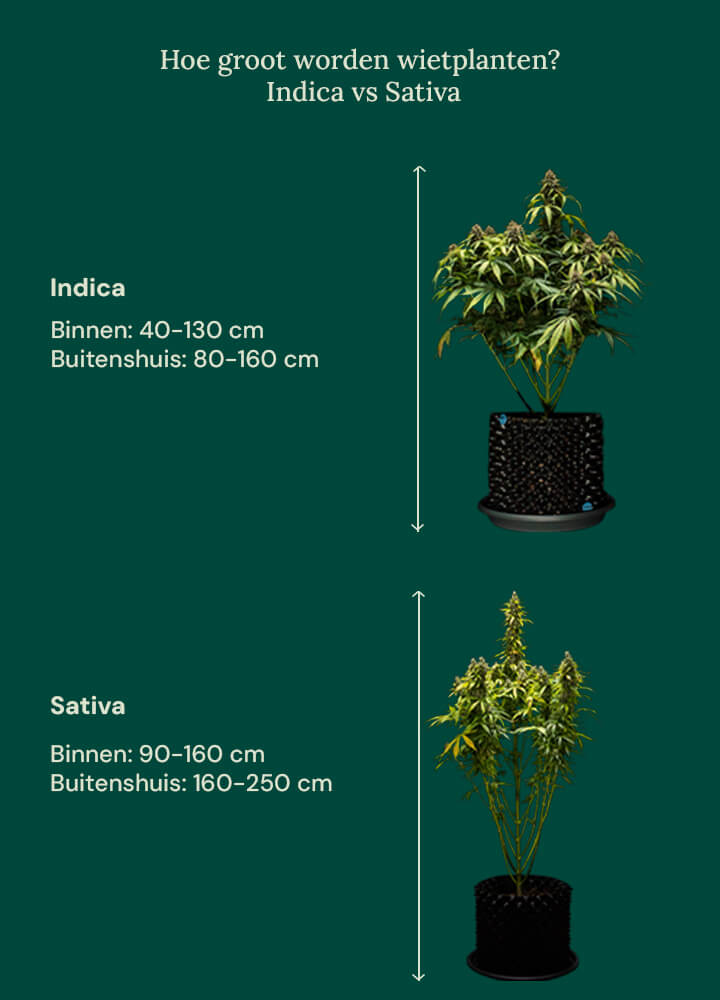 How tall grow weed indica vs sativa