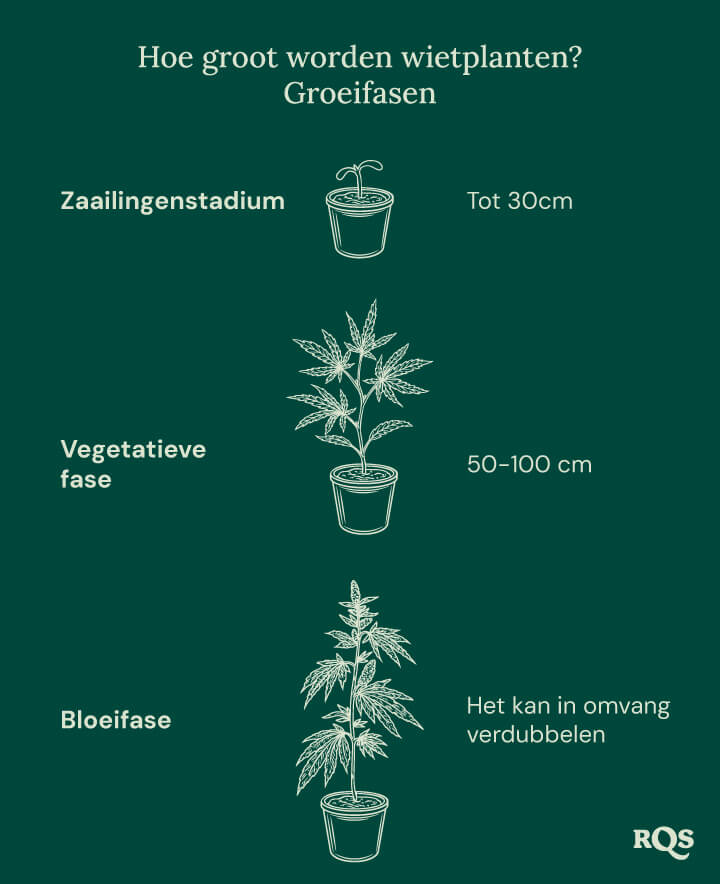 How tall weed plants grow