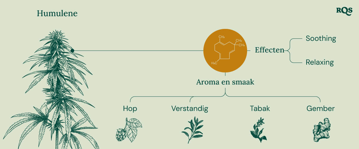 Humulene in cannabis