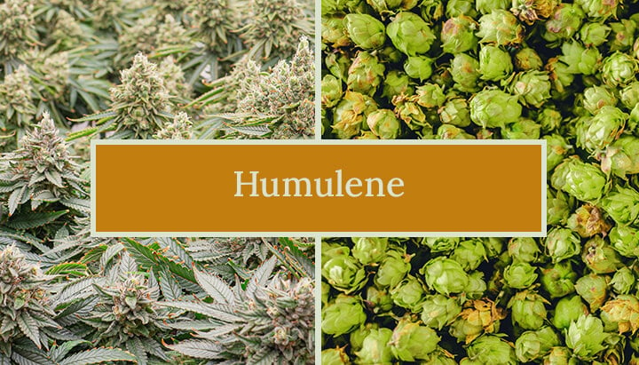 Humulene