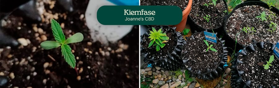 Joanne's  CBD Germination