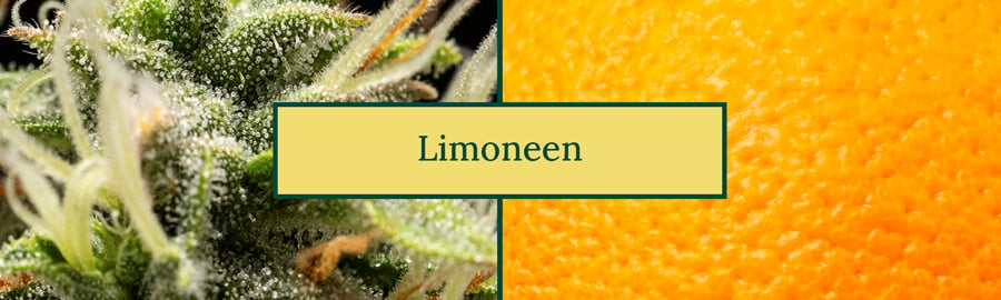 Limonene terpene