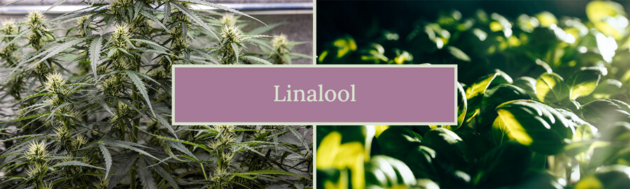 Een cannabisplant met een focus op linalool, een terpene die de unieke aroma's en fysiologische effecten van de plant beïnvloedt, benadrukkend dat zelfs kleine hoeveelheden linalool een opmerkelijke aromatische aanwezigheid hebben.