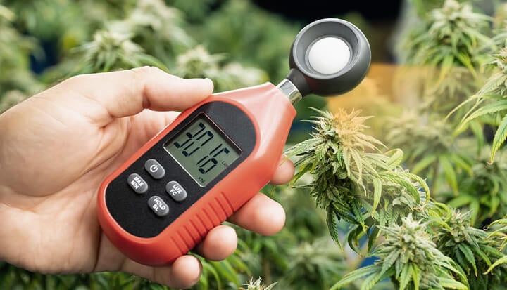 Een hand die een lichtmeter vasthoudt naast een cannabisplant, met het digitale display van de meter dat een meting van 30.160 toont. De bladeren en de toppen van de plant zijn zichtbaar op de achtergrond.