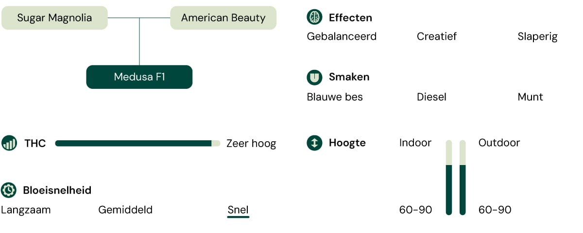 Diagram van de Medusa F1 cannabissoort: Sugar Magnolia x American Beauty. Hoge THC, snelbloeiend, 60-90 cm hoog, smaken van bosbes, diesel, munt, gebalanceerde, creatieve, slaperige effecten.