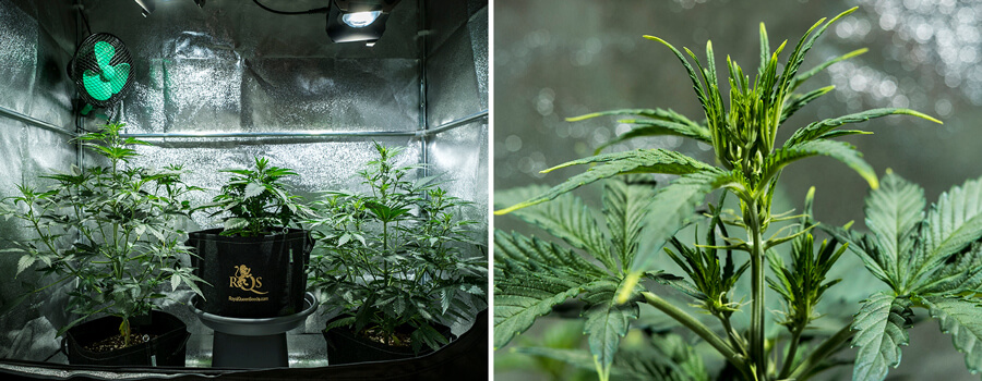 Mimosa Auto cannabisplanten in de vegetatieve fase, bereiken een hoogte van 55 cm, tonen een gezond bladerdak in een reflecterende kweektent, en de eerste voorbloemen beginnen te verschijnen.