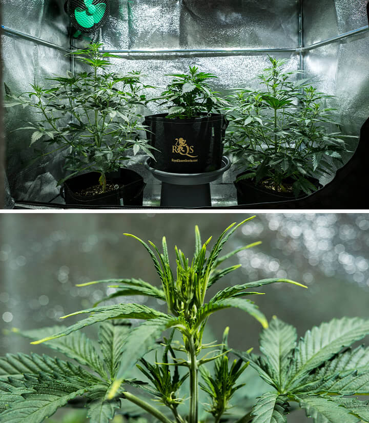 Mimosa Auto cannabisplanten in de vegetatieve fase, bereiken een hoogte van 55 cm, tonen een gezond bladerdak in een reflecterende kweektent, en de eerste voorbloemen beginnen te verschijnen.