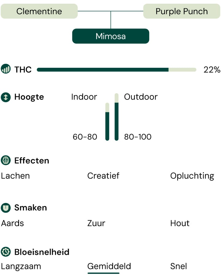 A visual comparison of the Mimosa cannabis strain, highlighting THC content, growth height, effects, flavor profile, and flowering time.