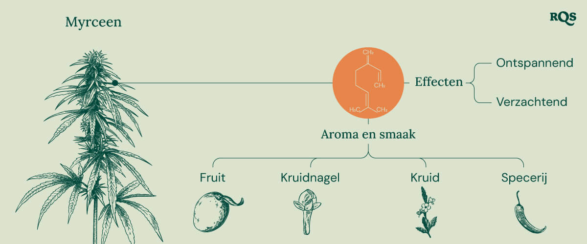 Myrcene Cannabis Characteristics