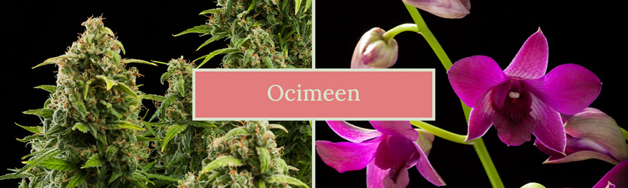 Twee afbeeldingen naast elkaar: een cannabisplant en een orchideeënbloem, met de tekst 'Ocimene' in het midden. De afbeelding benadrukt de natuurlijke bronnen van de terpeen ocimeen.