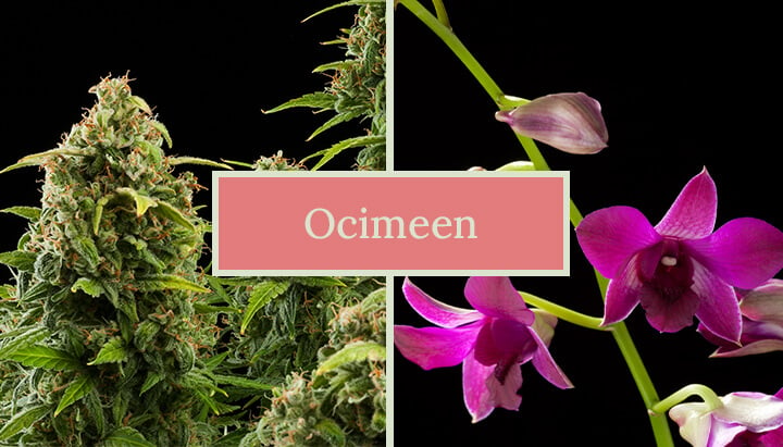 Twee afbeeldingen naast elkaar: een cannabisplant en een orchideeënbloem, met de tekst 'Ocimene' in het midden. De afbeelding benadrukt de natuurlijke bronnen van de terpeen ocimeen.