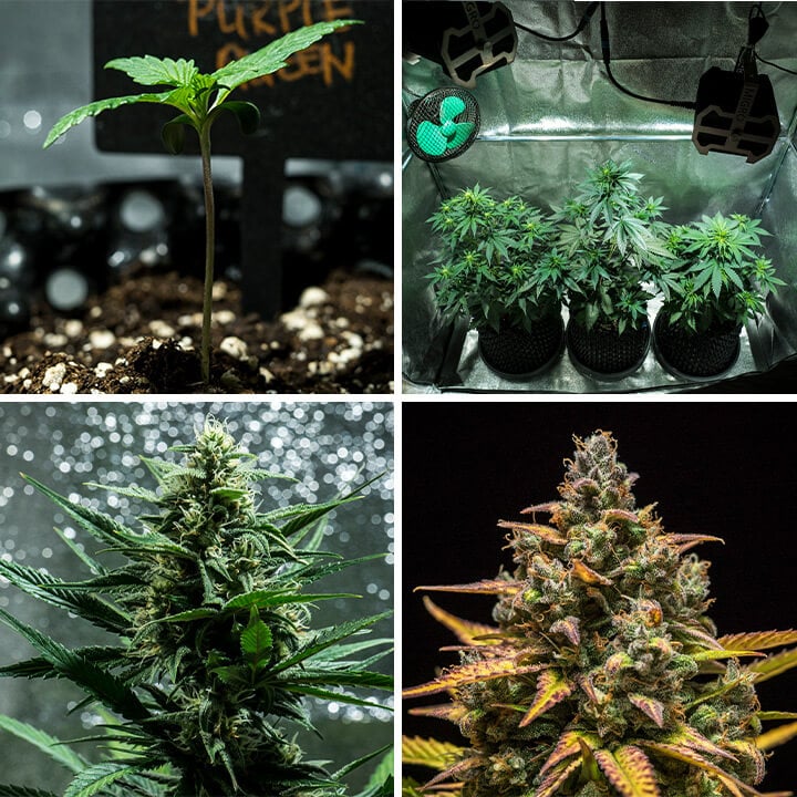 Collage van afbeeldingen van Purple Queen Auto cannabissoort van Royal Queen Seeds. Deze autoflower biedt levendige paarse toppen, citrusgeuren en een zachte high. Groeit tot 90–140 cm binnenshuis, met een opbrengst van 400 g/m² in 8–9 weken. Ideaal voor binnenteelt.